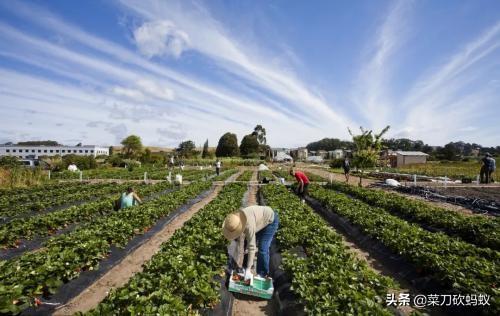农村电商发展趋势前景如何?