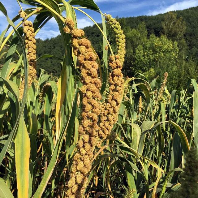 农村土特产电商扶贫是否效果明显？