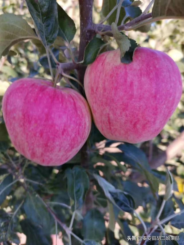 农村电商如何发展,普通人从哪里入手?