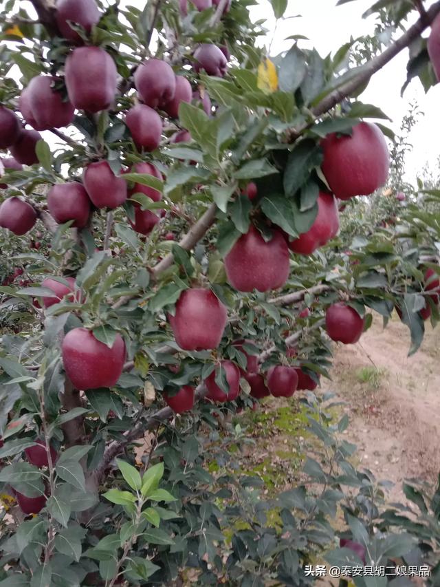 农村电商如何发展,普通人从哪里入手?