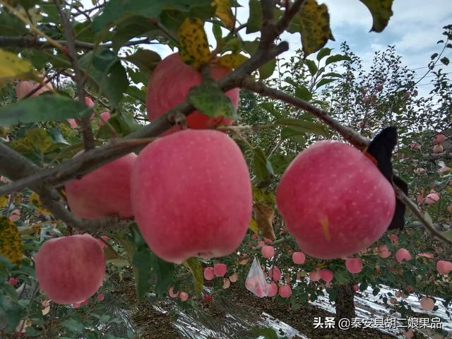 农村电商如何发展,普通人从哪里入手?