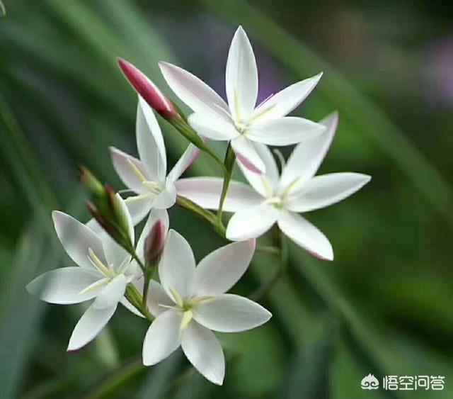 董明珠不用明星代言,亲自为自己的产品做广告,为什么?是图省广告费吗?