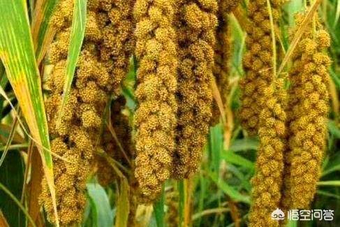 如何做好农产品小米的品牌和宣传？