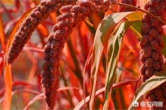 如何做好农产品小米的品牌和宣传？