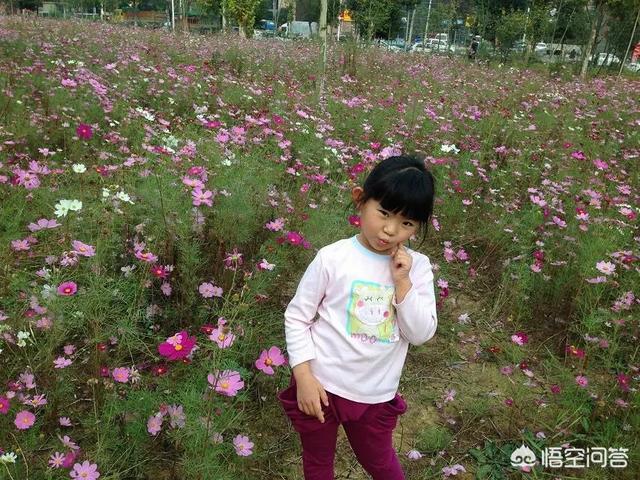 合肥周边有哪些花海?