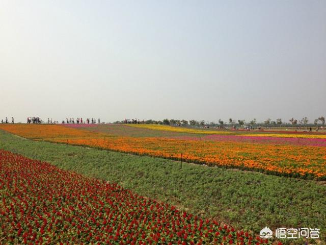 合肥周边有哪些花海?