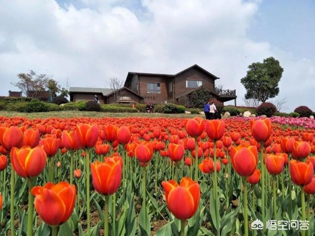 合肥周边有哪些花海?