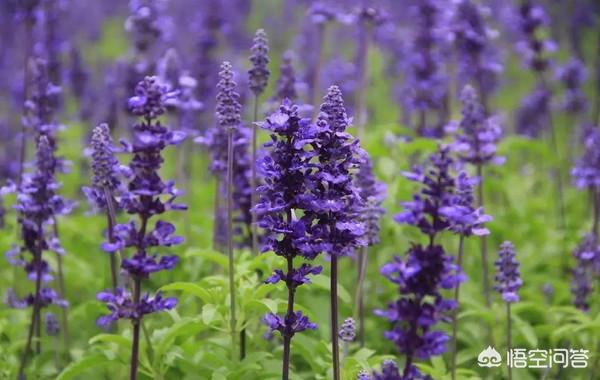 合肥周边有哪些花海?