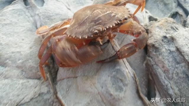 发展农村电子商务的意义是什么?