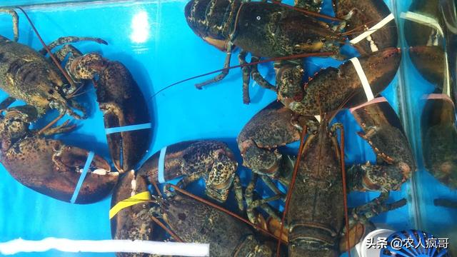 发展农村电子商务的意义是什么?