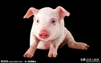 发展农村电子商务的意义是什么?