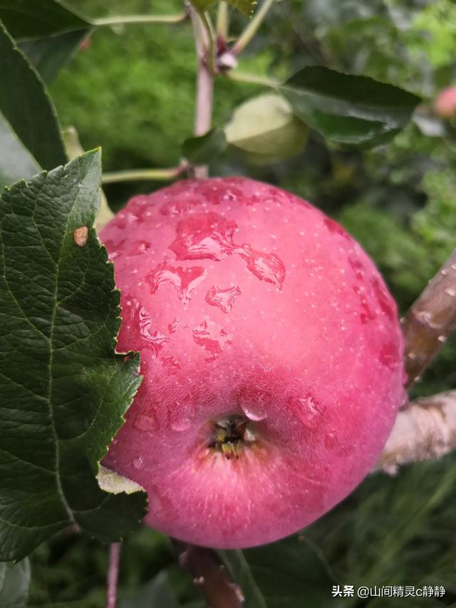 果农与电商如何合作共赢？