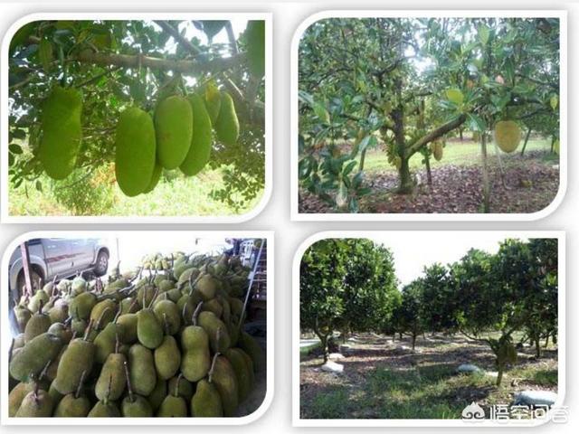 想种马来西亚1号菠萝蜜，这个品种以后市场前景如何呢？