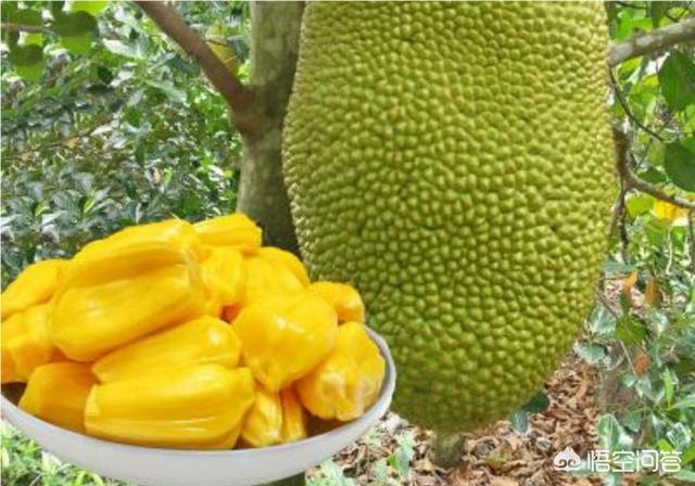 想种马来西亚1号菠萝蜜，这个品种以后市场前景如何呢？