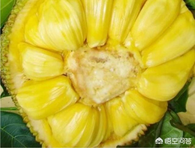 想种马来西亚1号菠萝蜜，这个品种以后市场前景如何呢？