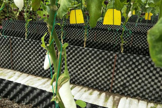 农业现在发展电商怎么样,据说有些人已经赚了不少钱?