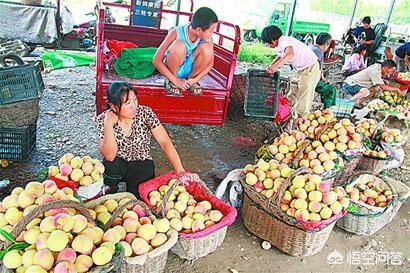 我是沂蒙山人,老家桃子众多,每年多滞销,怎么才能通过电商做起来?