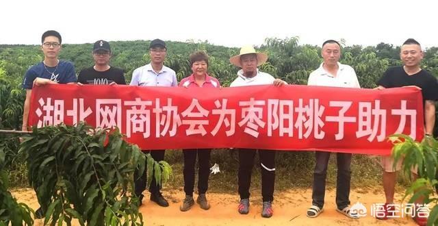 我是沂蒙山人,老家桃子众多,每年多滞销,怎么才能通过电商做起来?