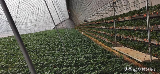 网红丹东草莓，从农民收购一斤35元，快递包邮到家三斤99元，电商为啥赔钱卖草莓？