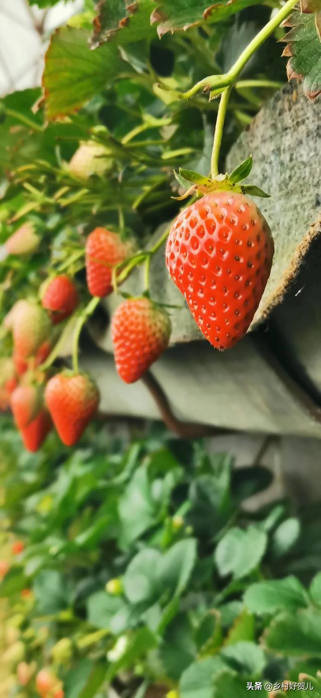 网红丹东草莓，从农民收购一斤35元，快递包邮到家三斤99元，电商为啥赔钱卖草莓？