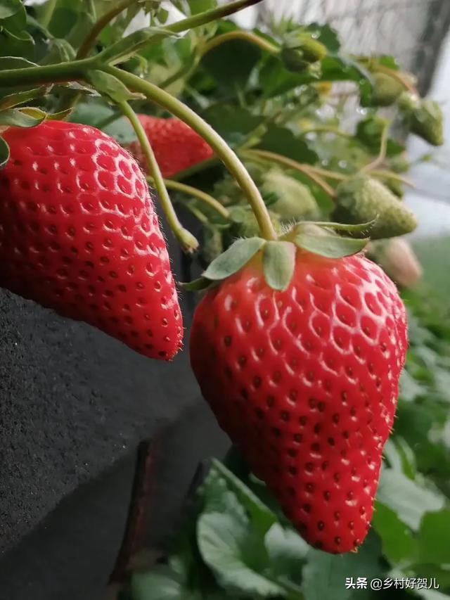 网红丹东草莓，从农民收购一斤35元，快递包邮到家三斤99元，电商为啥赔钱卖草莓？