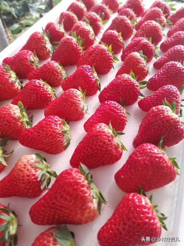 网红丹东草莓，从农民收购一斤35元，快递包邮到家三斤99元，电商为啥赔钱卖草莓？