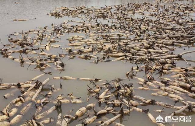 怎么能联系上农产品的收购商或电商？