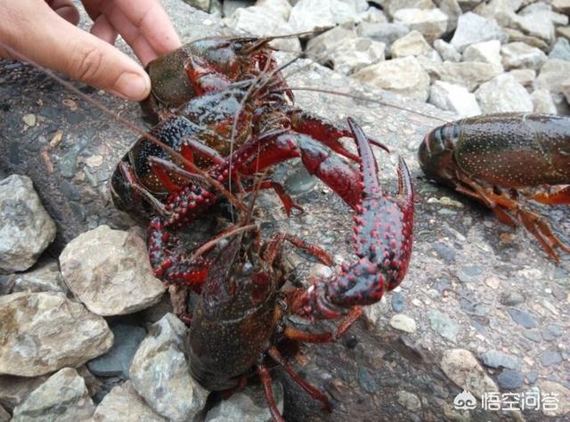 湖北潜江22万元拍出虾王、虾后的意义何在？