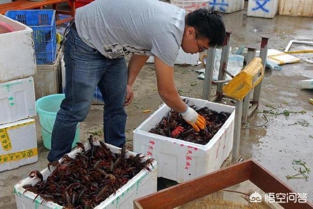 湖北潜江22万元拍出虾王、虾后的意义何在？