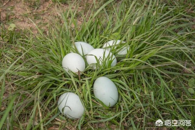 如何将农产品电商平台做得更好?