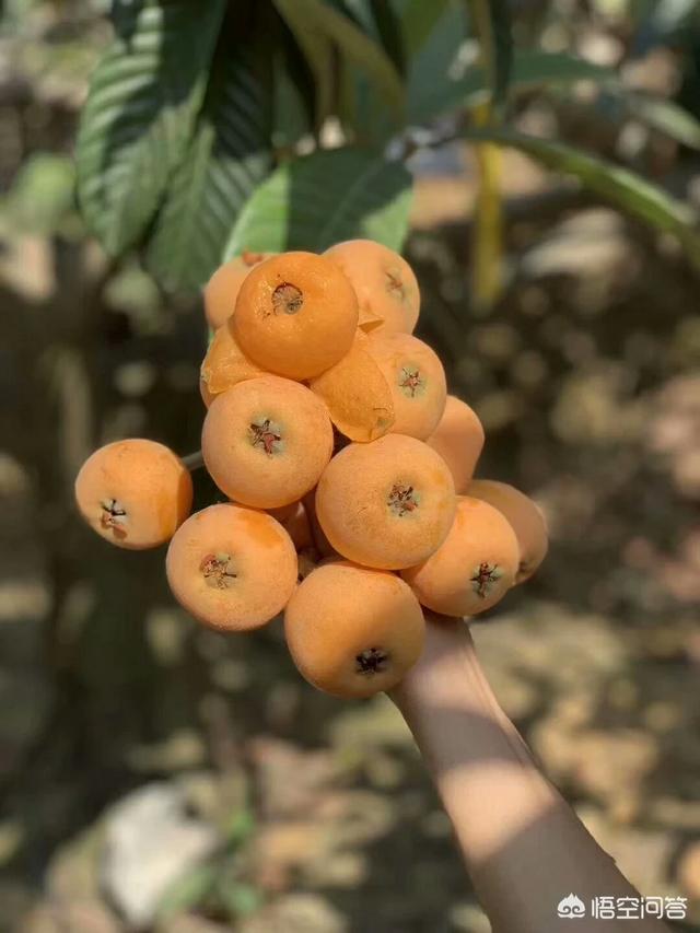 销量同比增长12倍,社区团购的能量如何影响电商行业?