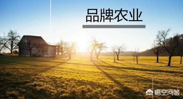 在发展农产品电商的同时，如何做好农产品品牌？