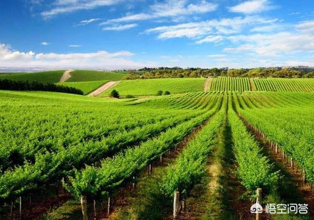 在发展农产品电商的同时，如何做好农产品品牌？