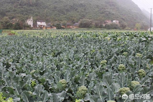 在发展农产品电商的同时，如何做好农产品品牌？