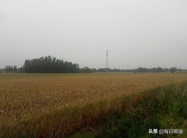 农村种地都是种的小麦和玉米，怎么和电商合作？