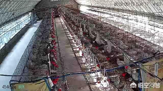 鸽子蛋好不好卖?