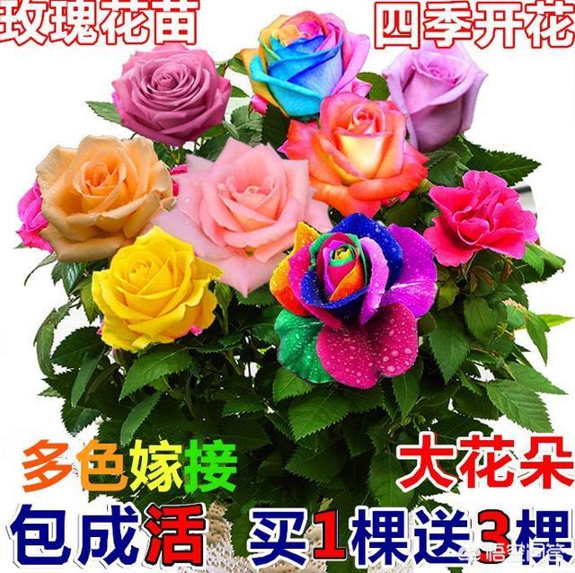 沭阳的花卉口碑真的不好吗？