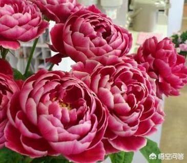 沭阳的花卉口碑真的不好吗？