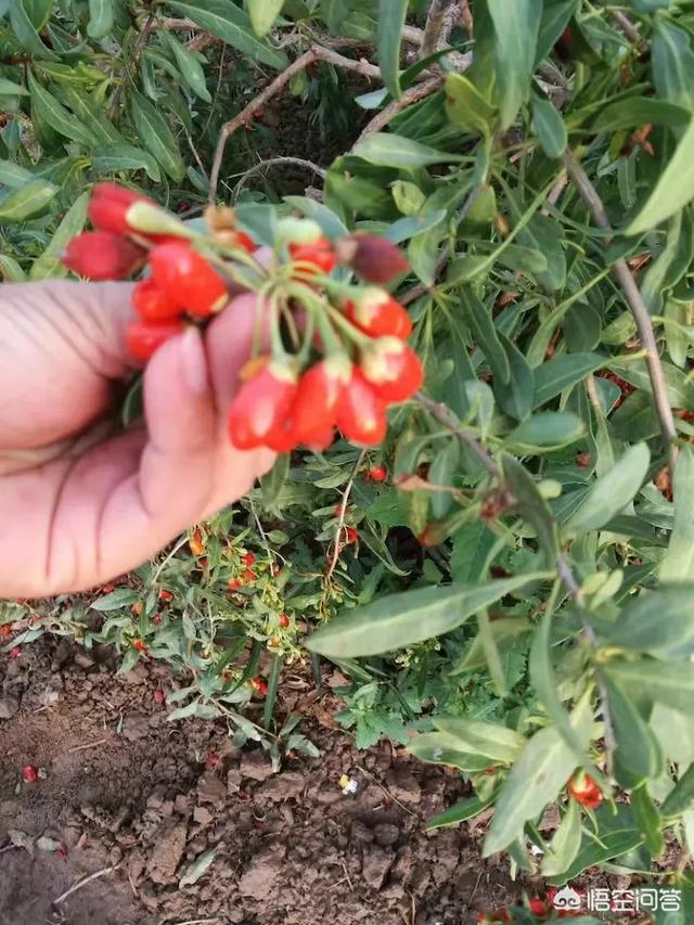 如何从零开始做农村电商？需要注意什么？