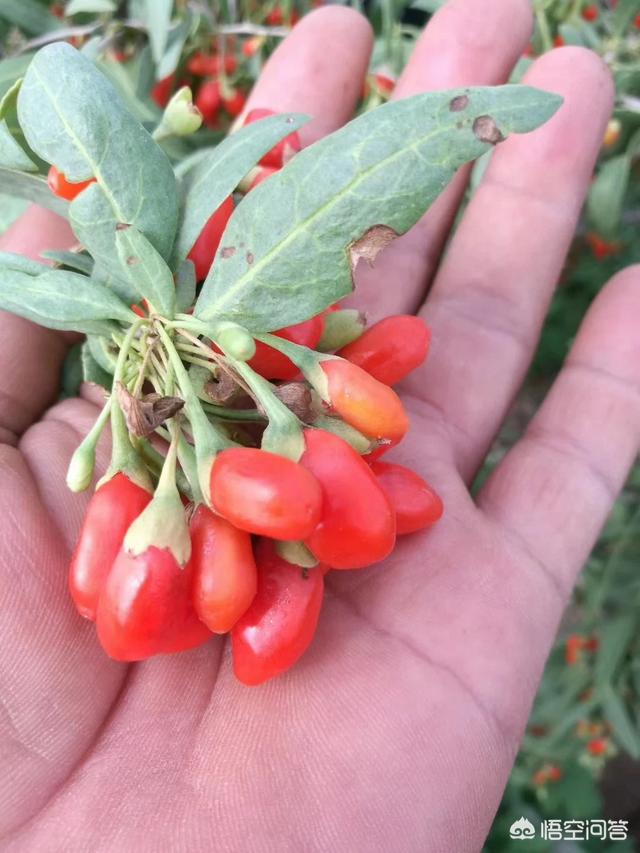 如何从零开始做农村电商？需要注意什么？