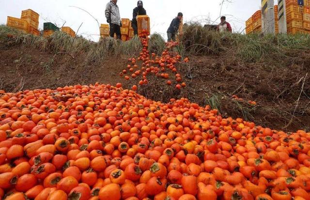 电商怎么做，我是个农村人，有桃园，李子，杏子，葡萄，樱桃等等？