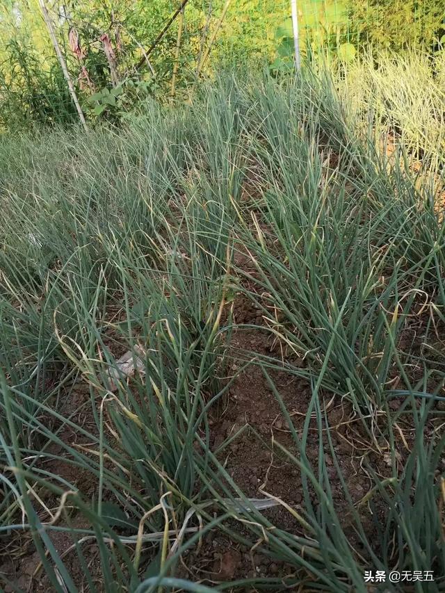 现在农村，有一些网红农产品引来大咖网红等扎堆进行电商销售，对此你有什么看法？