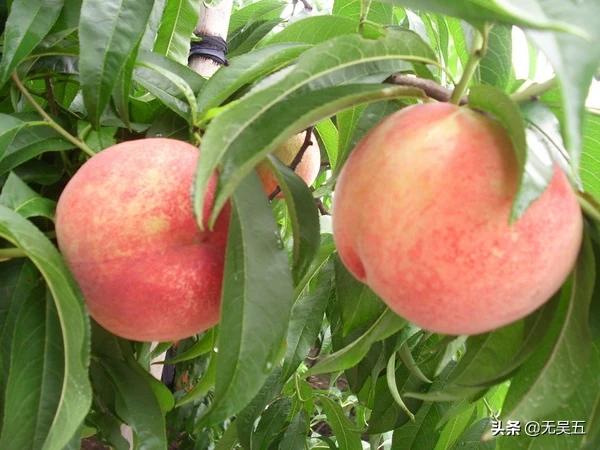 现在农村，有一些网红农产品引来大咖网红等扎堆进行电商销售，对此你有什么看法？