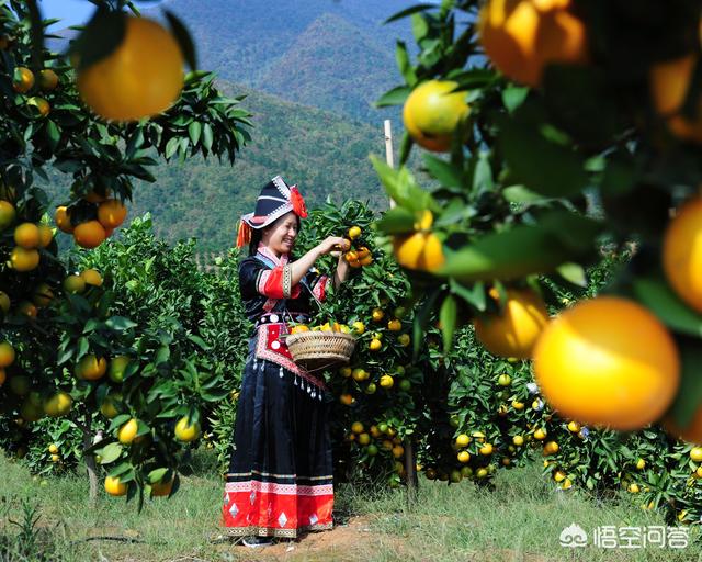 广西到底都盛产哪些水果？