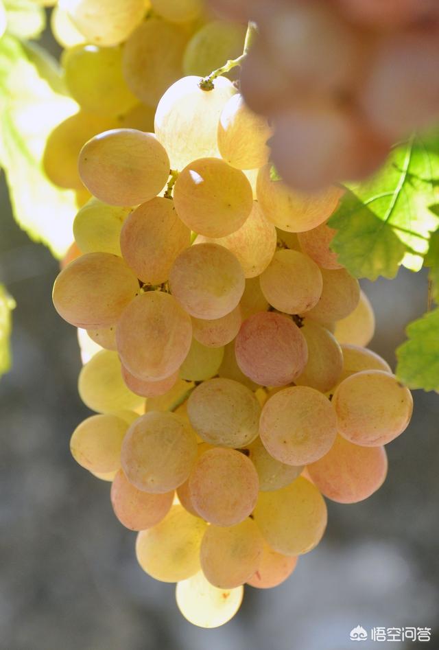 广西到底都盛产哪些水果？