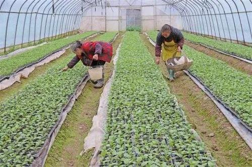 十个藏在农村不起眼的项目,只要好好做,同样也能致富