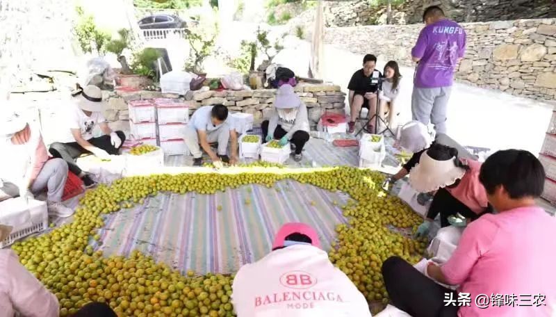 北漂10年后返乡创业,借助自媒体,他带领一方百姓共同致富