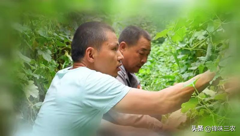 北漂10年后返乡创业,借助自媒体,他带领一方百姓共同致富