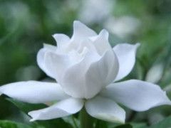 白莲花是什么意思