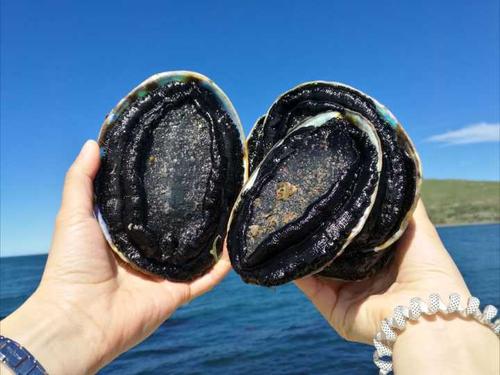 鲍鱼是什么意思